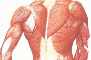 Восстанавливаем поврежденные мышцы